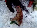 treibjagd in der eifel... battue.. hunt...hunting.. boar hog