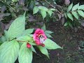 October in the Garden