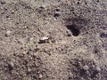 sand digger wasp making sand nest
