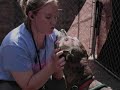 GWDD Canine Guardian Angel 2009 - Teal_0003.wmv