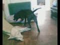 Once Loved Dog Rescue 'Bobo'