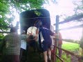 poulain monter dans le van