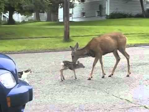 Une biche attaque et blesse un chien