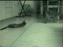 Cat Wars (SCS/1) Cat Wars (SCS/1)