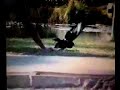 Lamiche VS Pigeons
