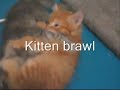 Five Polydactyl Kittens