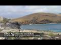 videos de Tenerife Sud, Costa del Silencio Appartamento in affitto