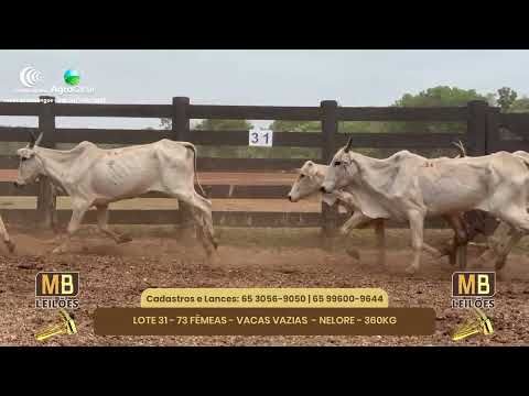 519 LEILO VIRTUAL MB LEILES