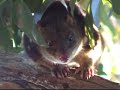 Spotted Quoll