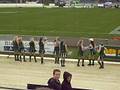 Turbos v Tasman - Cheerleaders 1