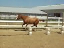 Griffith freejumping