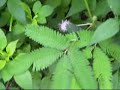 Shy Grass / Mimosa Shy Grass / Mimosa