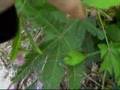 Shy Grass / Mimosa