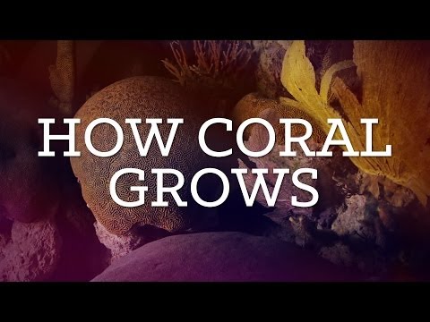 how to grow coral