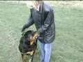 Muscles the Rottweiler goes walkies