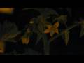 NICK CAVE.Death is not the end