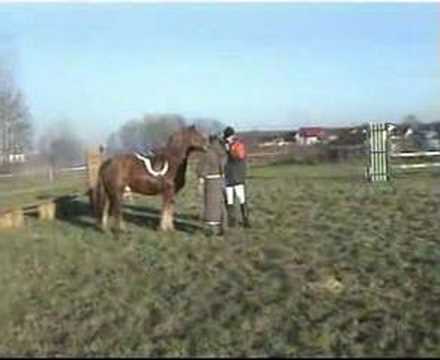 Under draft horse