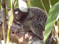 Marmoset Village