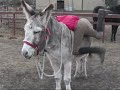 Riding Donkey Bareback Mounting