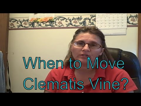 how to transplant sweet autumn clematis