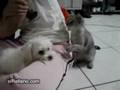 videos de Gato pentelho
