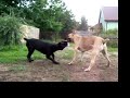 cane   corso  my  dog