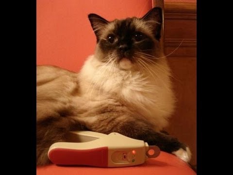 Tips for Clipping Cat Nails 0 Tips for Clipping Cat Nails