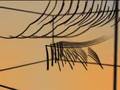Contorted Conditions Ep 9