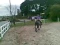 jasper, new horse :)