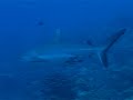 This shark was checking out divers N The Florida Keys This shark was checking out divers N The Florida Keys