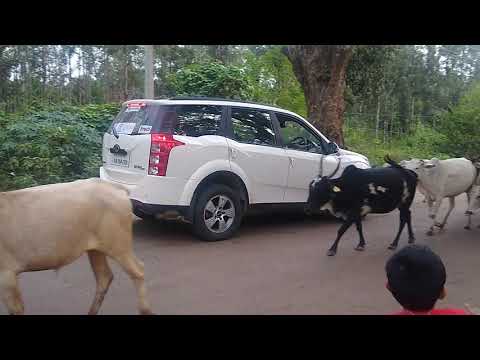 Amruthmahal cow heard at Lingadahalli, Tarikere Taluk, Chikkamangalur District
