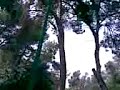 forestal bellver III no anam de bromes,cristo!!!!!!!!!!!!