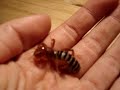 Potato Bug aka Jerusalem Cricket Potato Bug aka Jerusalem Cricket