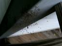 Baby Spiders On My Deck