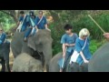 Click here to watch this video Thai Elephant Home Part 1