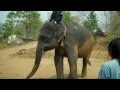 Thai Elephant Home Part 1