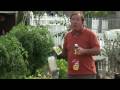 Maintaining a Garden : How to Control Major Garden Pests