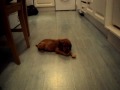 Cocker spaniel puppy 