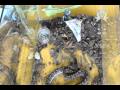 Malay Pit Viper Eating Mouse - Thailand