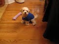 Bang Bang!  (Mosely's newest trick)