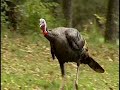 Turkey at WSMV