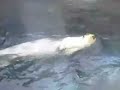 zeeotter