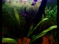Tetras Black Phantom não negam a fama de 