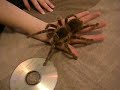 Salmon Pink Bird Eater Tarantula ... again Salmon Pink Bird Eater Tarantula ... again