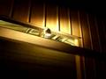 videos de Carpet python drinking raindrops