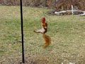 Those crazy squirrels