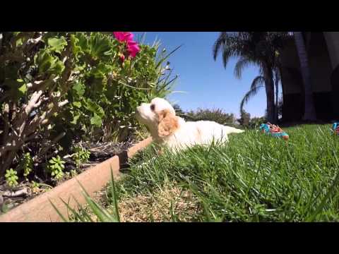 Champagne is our adorable CavaChon Hybrid Female