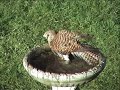 Kestrel