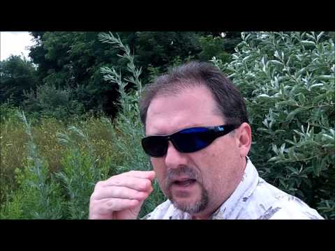 how to grow wormwood