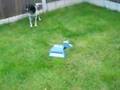 English Toy Spaniel video